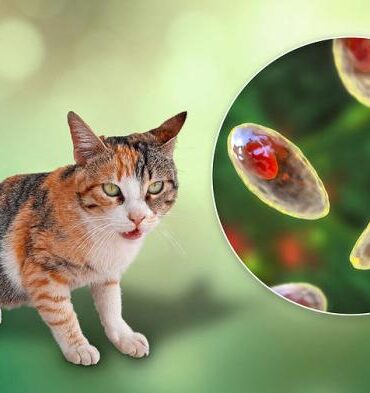 Cat mental illness health toxoplasma gondii parasite schizophrenia