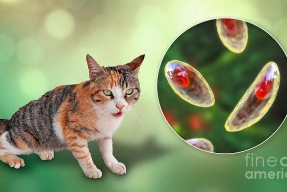 Cat mental illness health toxoplasma gondii parasite schizophrenia