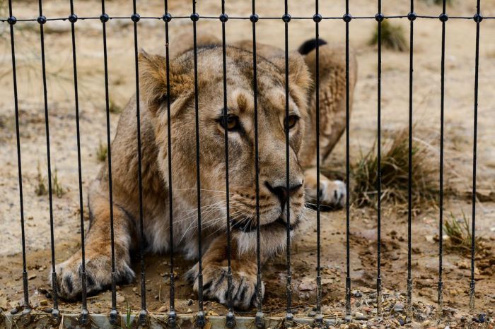Sentenced lions india bars eating behind three man just life ratcliffe getty chris Lions killed humans sentenced cage india