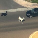 Cow queens live animal chase llamas
