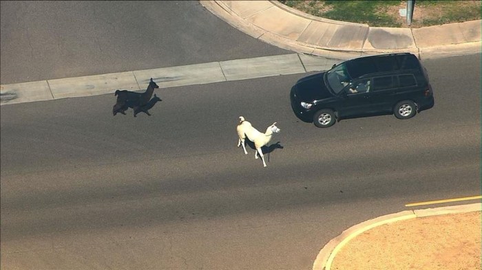 Farm llamas loose blog snow stoked lucy llama super Cow queens live animal chase llamas