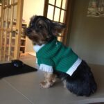 Editors desk good dog