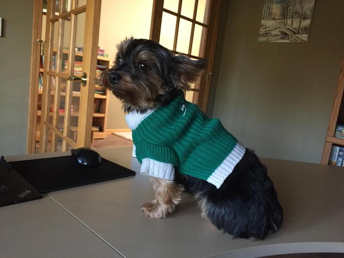 Editors desk good dog