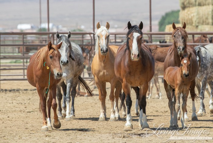 Cattle beef angus brian champion award good euthanasia reading red livestock castration tag level next herd ca given Cattle beef angus brian champion award good euthanasia reading red livestock castration tag level next herd ca given