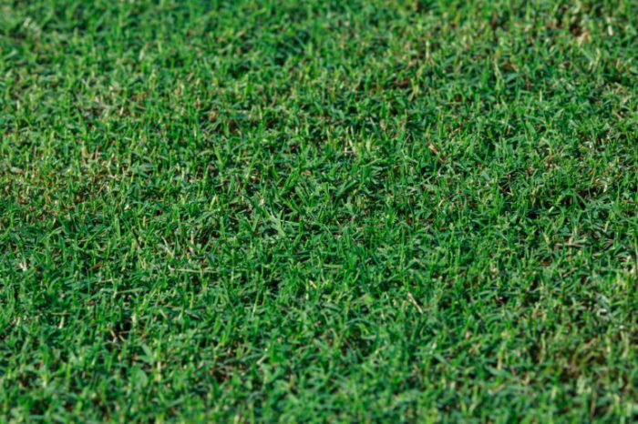 Tahoma 31 bermuda grass