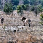 In the shadow of chernobyl a pack of dogs unlike any other roams the wasteland