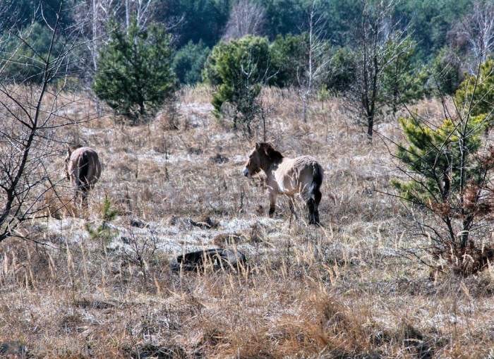 In the shadow of chernobyl a pack of dogs unlike any other roams the wasteland