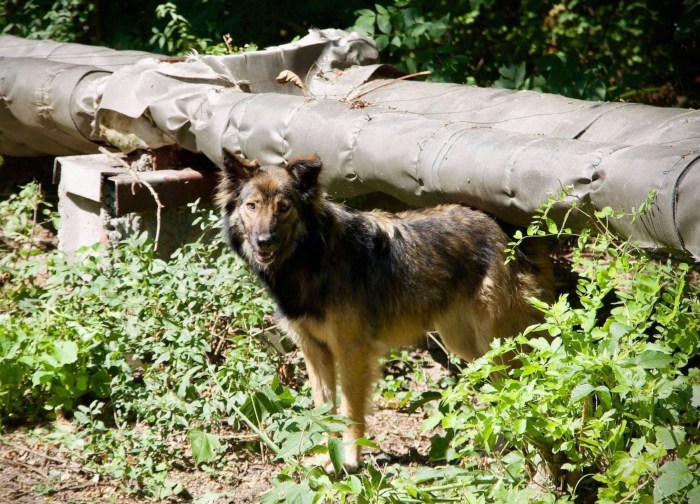 In the shadow of chernobyl a pack of dogs unlike any other roams the wasteland