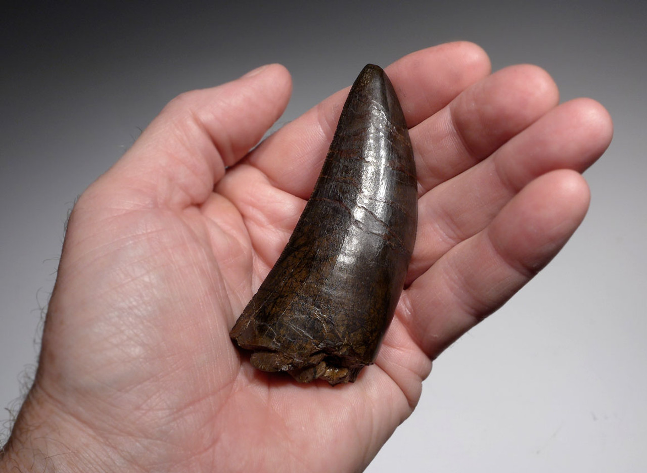 Rex tip tooth fragment montana fossilera Rex tip tooth fragment montana fossilera