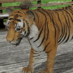 Google search augmented reality animals dinosaurs tyrannosaurus rex velociraptor triceratops