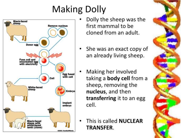 Orphan black human cloning dolly stem cells growing tail body modification bionic eye
