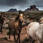 Bureau land management euthanasia wild horses cattle