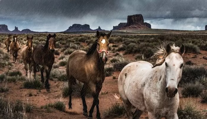 Bureau land management euthanasia wild horses cattle