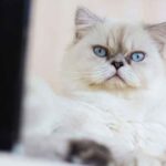 Cats are cute android game week