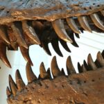 Tyrannophone iphone 13 pro sports fragment of real t rex tooth
