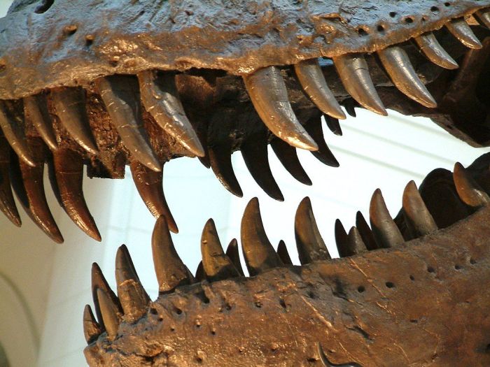 Tyrannophone iphone 13 pro sports fragment of real t rex tooth