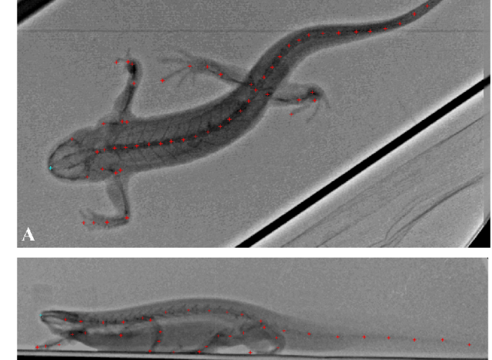 Skeleton robot slamander waddle wiggle