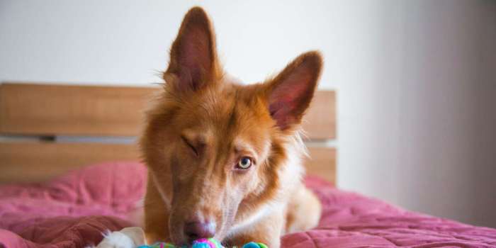 Keep your pet entertained with the 13 mateeylife lick mats 10 off for cyber monday