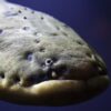 Spanning wetenschap eel eels curl shocks supercharge prey embrace curls shock body natuurnieuws