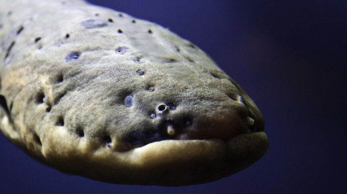 Spanning wetenschap eel eels curl shocks supercharge prey embrace curls shock body natuurnieuws Spanning wetenschap eel eels curl shocks supercharge prey embrace curls shock body natuurnieuws