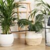 Everyday bots sing to your plant to automatically water it