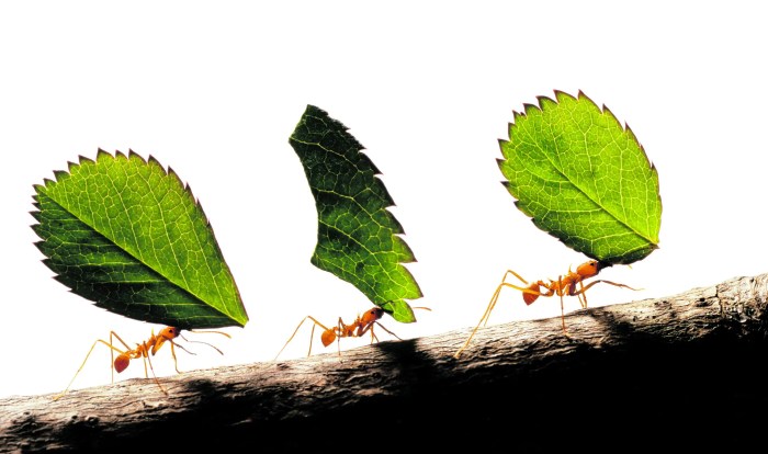 According to study, there are four times more ants than previously ... Android 16 looks to be even better for gamers than we expected