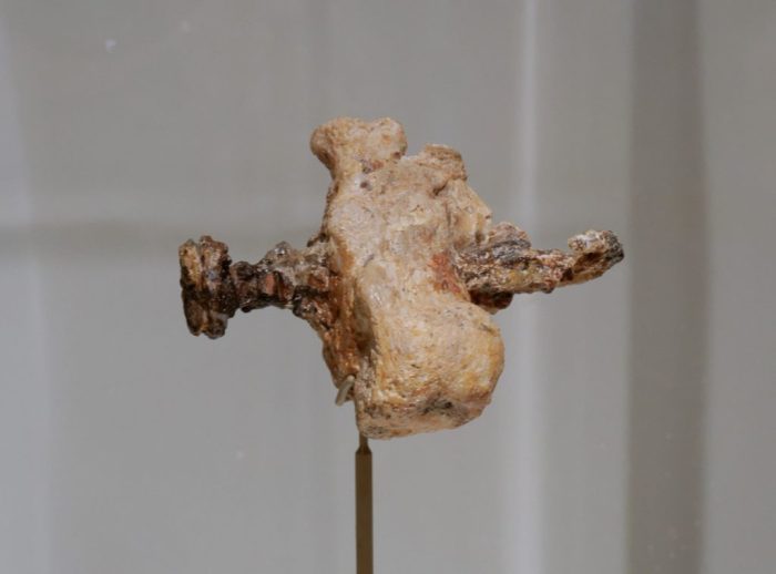 Skeleton with nail in heel offers evidence of roman crucifixion