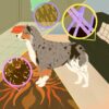 Dander pet reduce how allergy relief