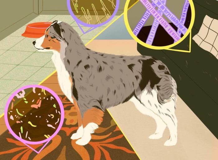Dander pet reduce how allergy relief