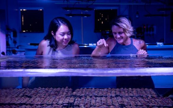 Coral callebaut touch