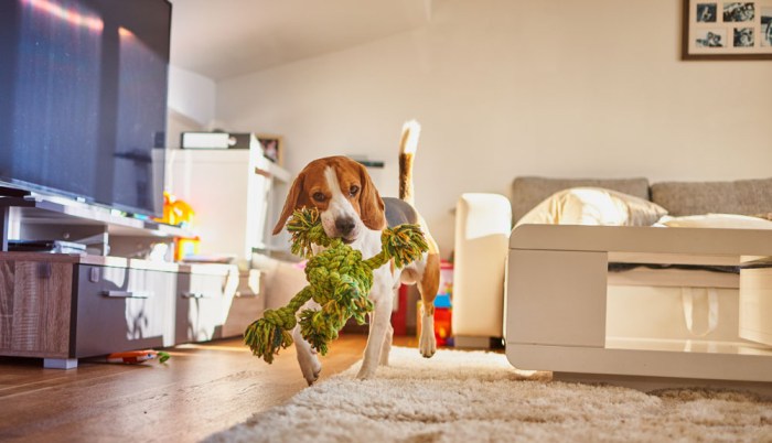 Keep your pet entertained with the 13 mateeylife lick mats 10 off for cyber monday