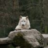 Howl moon wallpaper wednesday