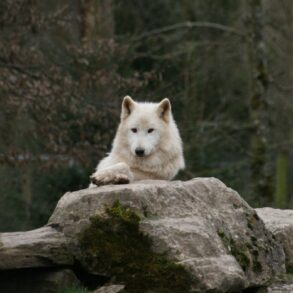 Howl moon wallpaper wednesday
