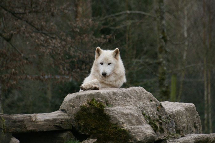 Wolf wolves fantasy moon days pictures wolfs spirit mythical animal beautiful have creatures quotes animals love howling ll wallpapers great Howl moon wallpaper wednesday