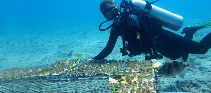 Coral reef engineering future rescue