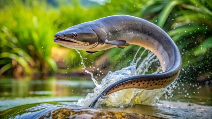 Electric eel leaps shocks zaps scientist