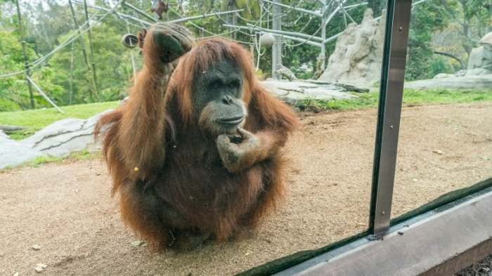 Vaccine johnson covid reuters variants virus effective against found shot one johnsons dado ruvic Great apes covid 19 vaccine san diego zoo
