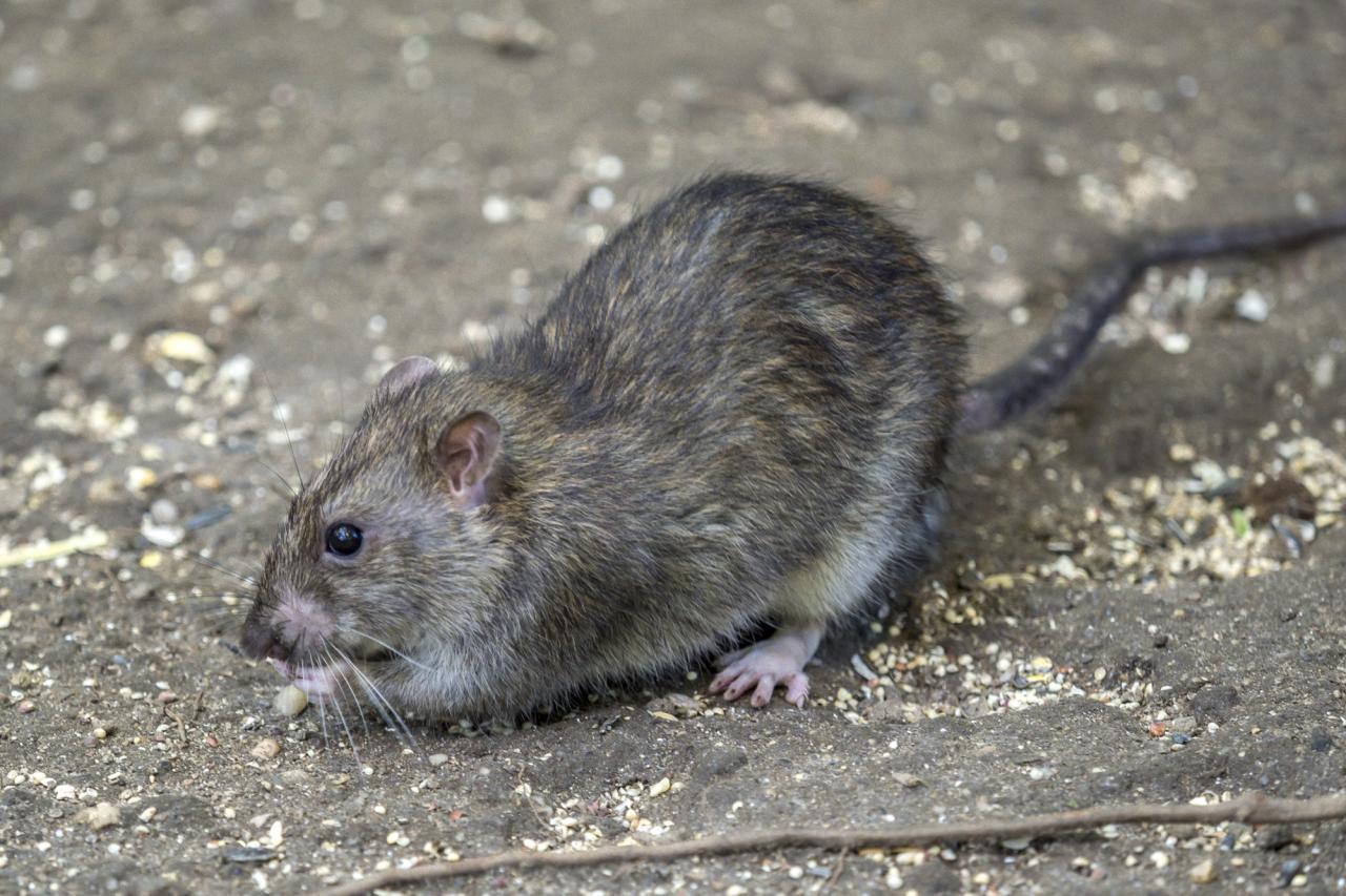 Disgust emotion vomit rats cockroaches new york city ranking
