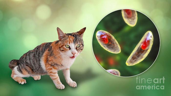 Cat mental illness health toxoplasma gondii parasite schizophrenia