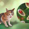 Cat mental illness health toxoplasma gondii parasite schizophrenia