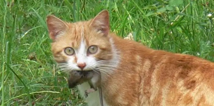 Cat mental illness health toxoplasma gondii parasite schizophrenia